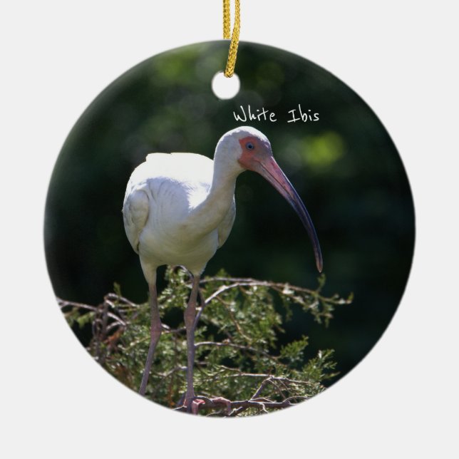 Ornement d'oiseaux Ibis blanc (Devant)