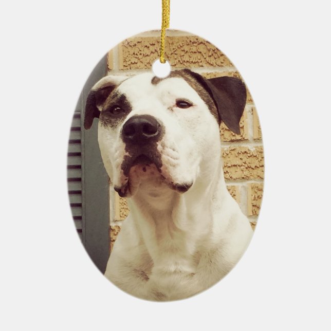 Ornement En Céramique À l'os de pitbull (Devant)