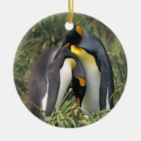 Amants de pingouins de roi