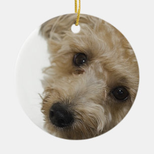 Ornement En Céramique Beaux yeux d'un chiot de Yorkie Poo