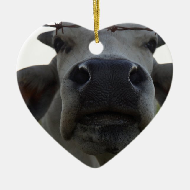 ORNEMENT EN CÉRAMIQUE BOEUF QUEENSLAND RURAL AUSTRALIE DE VACHE À (Devant)