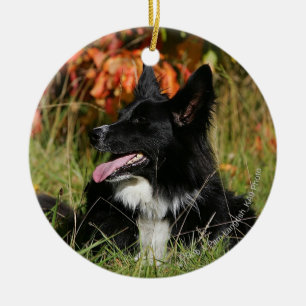 Ornement En Céramique Bordure Collie Panne S'Étalant