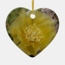 Cactus jaune en fleurs