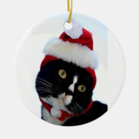 Chat portant la photographie de casquette de père