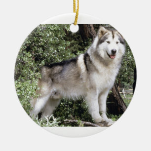Ornement En Céramique Chien de Malamute d'Alaska