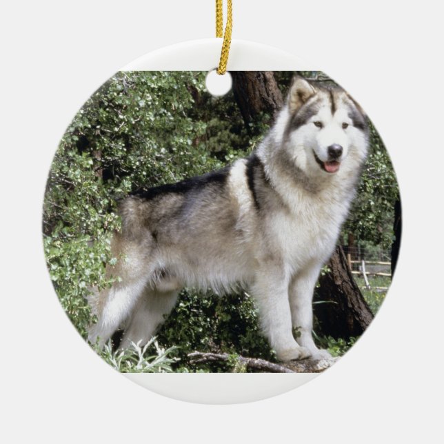 Ornement En Céramique Chien de Malamute d'Alaska (Devant)