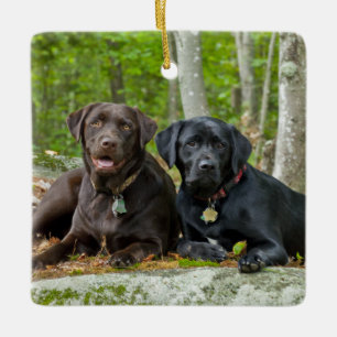 Ornement En Céramique Chiens Chiens Marionnettes Black Lab Chocolat Labr