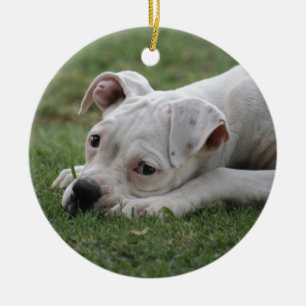 Ornement En Céramique Chiot de boîte à sucre