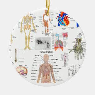 Ornement En Céramique Diagrammes Médicale d'anatomie humaine