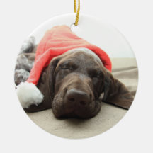 Dreaming of Santa - German Shorthair Puppy