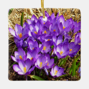 Ornement En Céramique Grappe de Crocus pourpres Floral de printemps