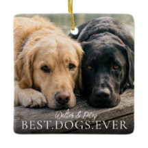 Meilleurs Chiens De Tous Les Temps Nom Et Photo De