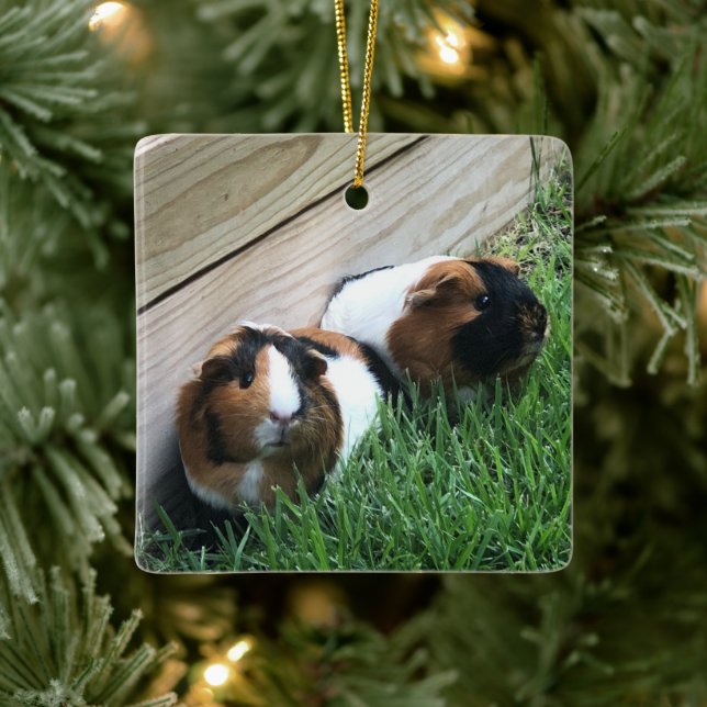 Ornement En Céramique Ornament - Guinea Pigs (Arbre)
