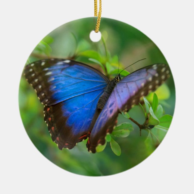 Ornement en céramique papillon bleu (Devant)