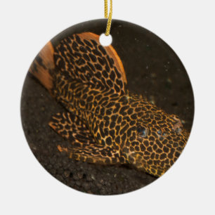 Ornement En Céramique Peckoltia Compta