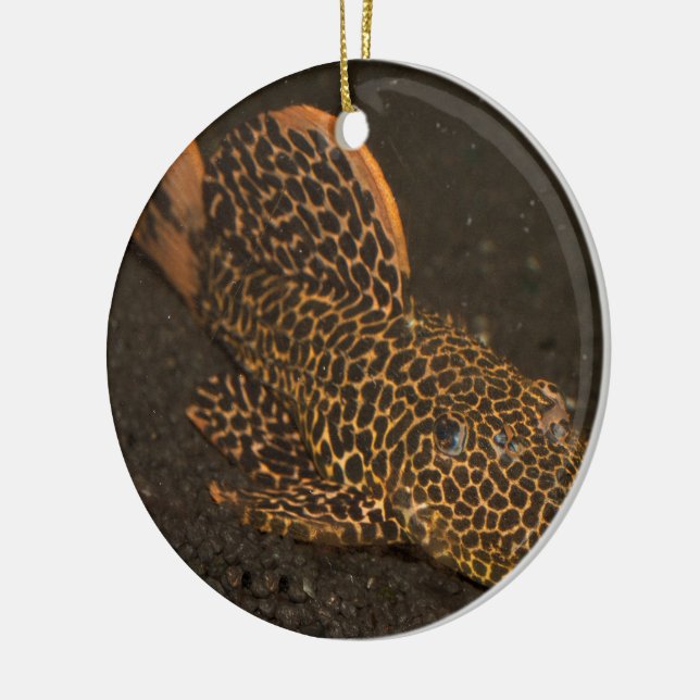 Ornement En Céramique Peckoltia Compta (Gauche)