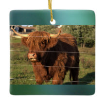Photo Highland Cow