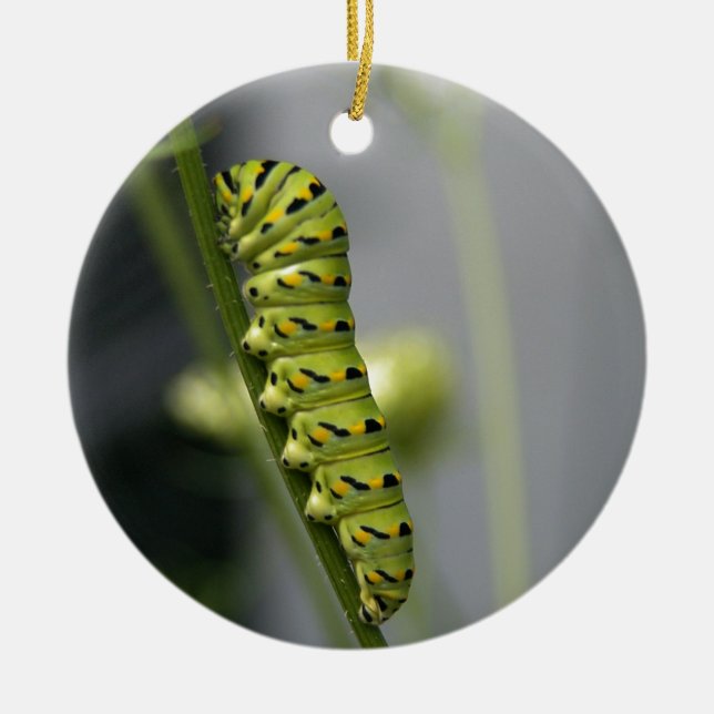 Ornement En Céramique Pilière à queue noire (chenille) sur Dil (Devant)