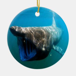Ornement En Céramique Poisson de requin Océan tropical Destin Cadeaux