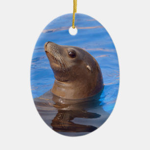 Ornement En Céramique Portrait California Sea Lion