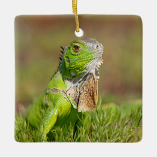 Ornement En Céramique Portrait d'iguane vert   Photographie de reptile