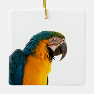 Ornement En Céramique Post-it Notes perroquet