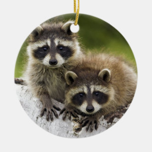 Ornement En Céramique Raccoon Babies