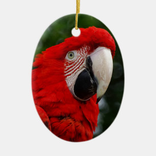 Ornement En Céramique Red Macaw