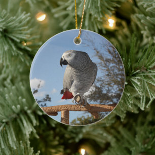Ornement En Céramique Stunning African Grey Parrot