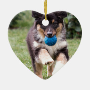 Ornement En Céramique Tri chiot australien coloré de berger