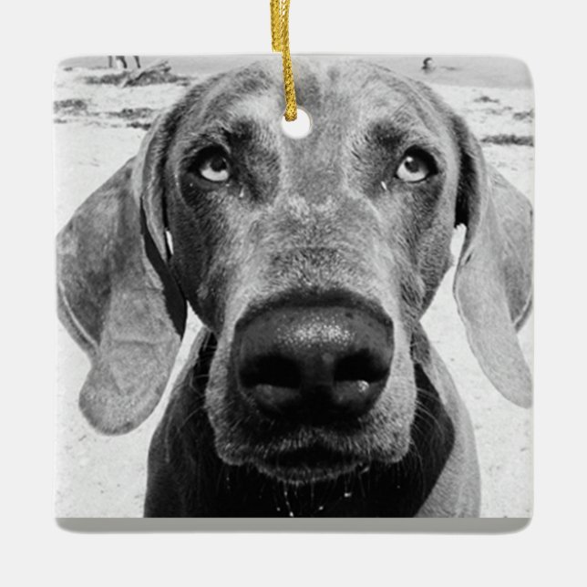 ORNEMENT EN CÉRAMIQUE ***WEIMARANER*** CHRISMAS ORNAMENT (Devant)