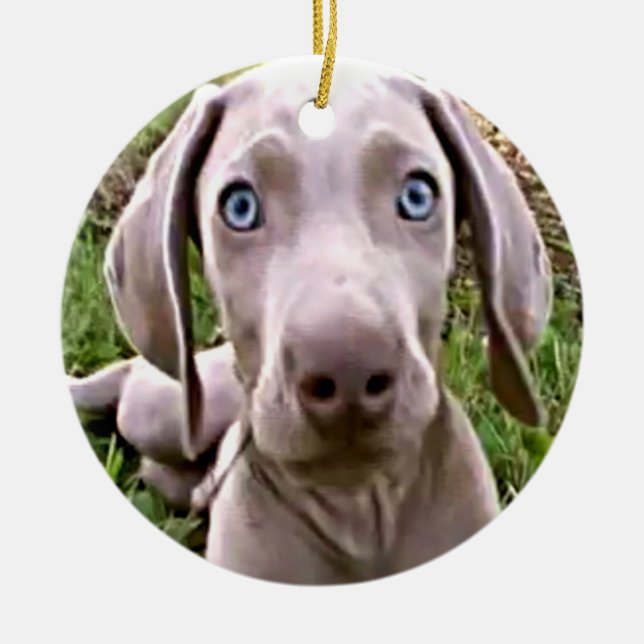 ORNEMENT EN CÉRAMIQUE WEIMARANER PUPPY CHRISTMAS ORNAMENT (Devant)