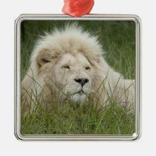 Ornement En Métal Afrique du Sud, East London, Inkwenkwezi Private