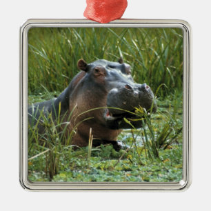Ornement En Métal Afrique, Kenya, Masai Mara NR. Une hippopotame mèr