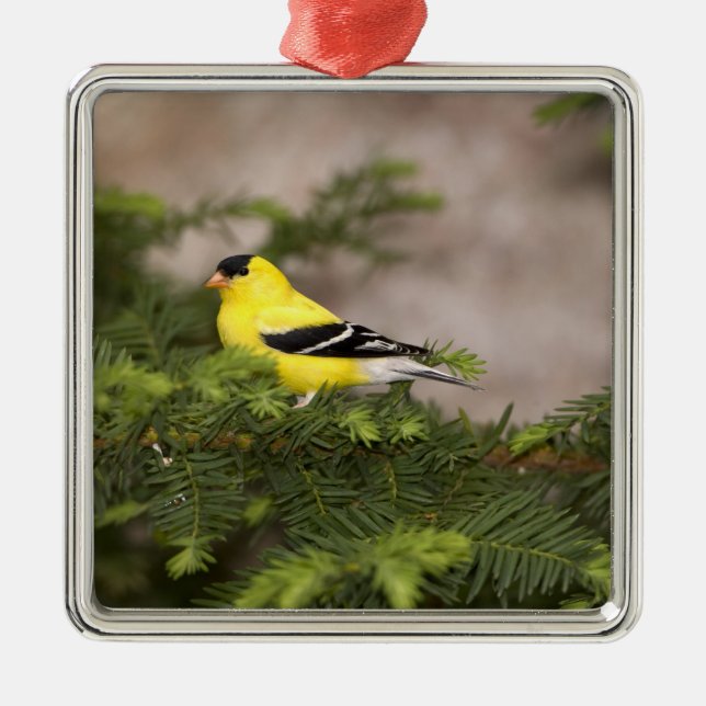 Ornement En Métal Américain Goldfinch mâle dans un arbre (Devant)