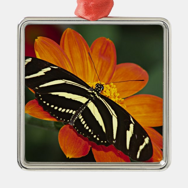 Ornement En Métal Amérique centrale, Costa Rica, Selva Verde (Devant)