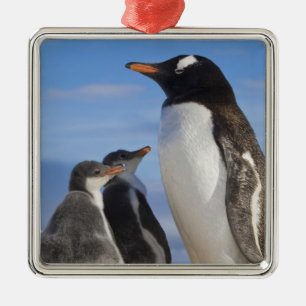 Ornement En Métal Antarctique, Neko Cove (port). Manchot papou 2