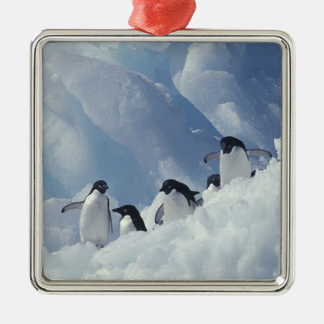 Ornement En Métal Antarctique. Pingouins d'Adelie (Devant)
