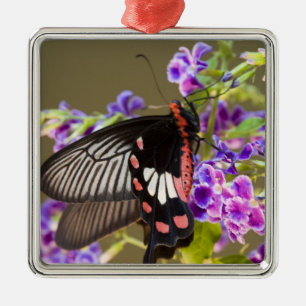 Ornement En Métal Asie du Sud-Est, Thaïlande, Doi Inthanon, Papilio