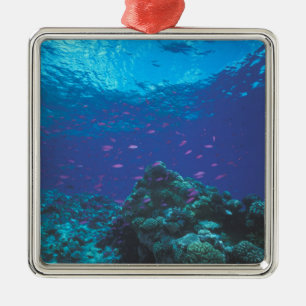 Ornement En Métal Australie, Grande Barrière de corail. Fourmillant