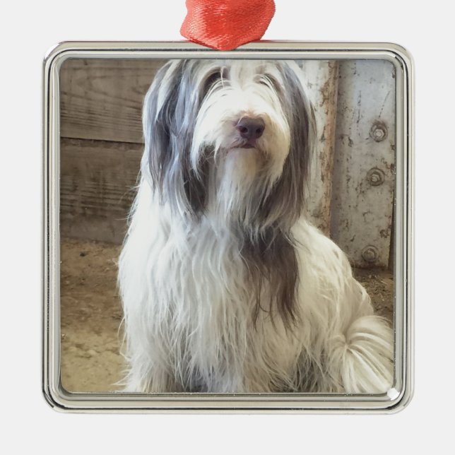Ornement En Métal Bearded Collie (Devant)
