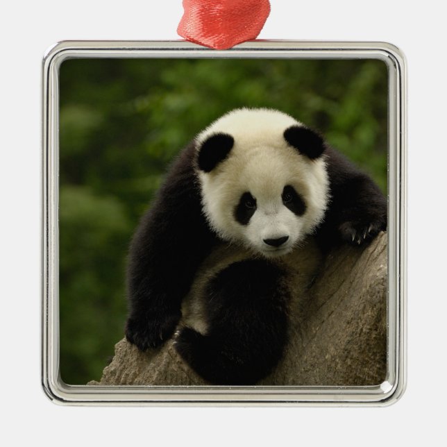 Ornement En Métal Bébé panda géant (Devant)