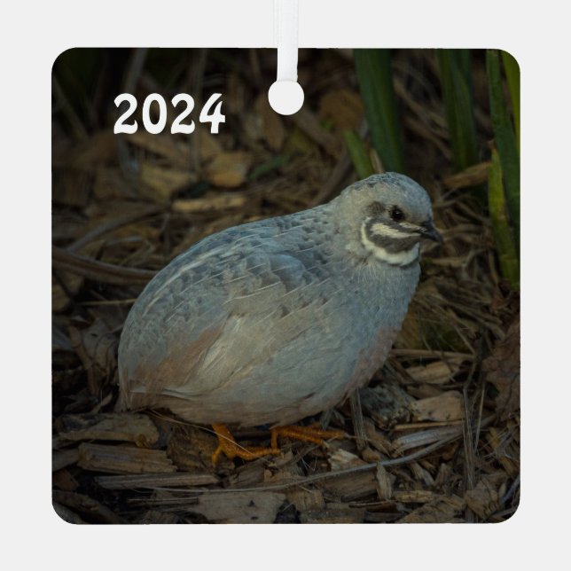 Ornement En Métal Bouton d'argent mâle Quail dans l'herbe (Verso)