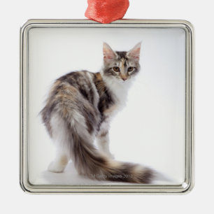 Ornement En Métal Chat de ragondin du Maine