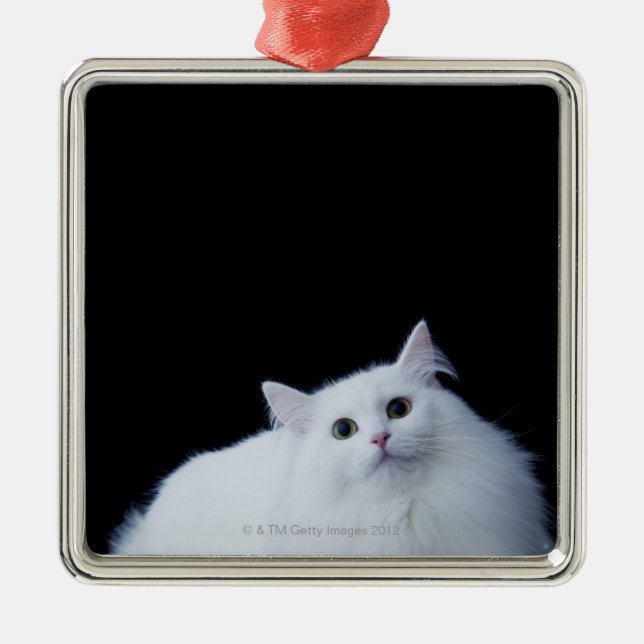 Ornement En Métal Chat sibérien (Devant)