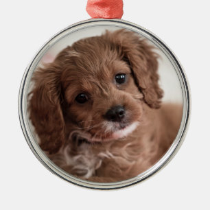 Ornement En Métal Chien à chiots de Ruby Cavapoo