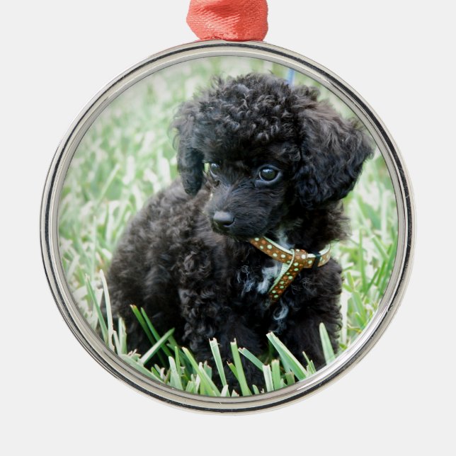 Ornement En Métal Chiot de caniche de jouet (Devant)