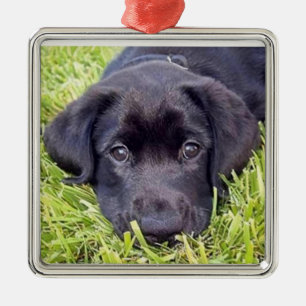 Ornement En Métal Chiot de Labrador - laboratoire noir - cadre