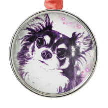 Chiwawa aux cheveux longs