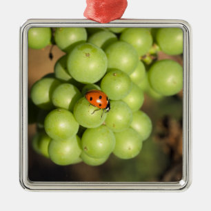 Ornement En Métal Coccinelle en gros plan sur des raisins verts Pino